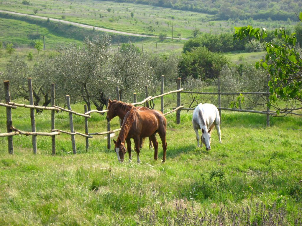 Agriturismo Le Roghete Acquapendente Eksteriør bilde
